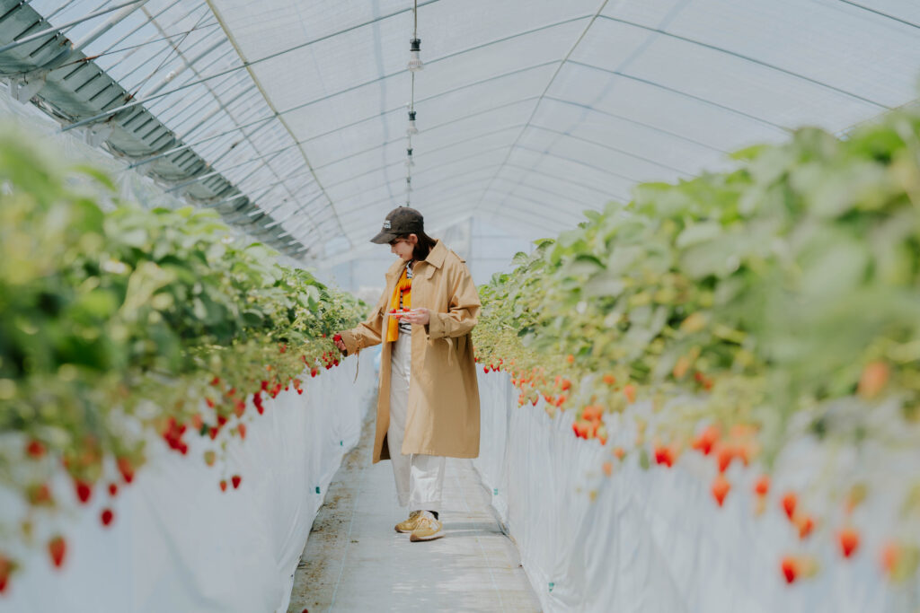 宇土の魅力を巡る1日バスツアー ～太鼓体験、旬のフルーツ狩り、黄金色の夕日～