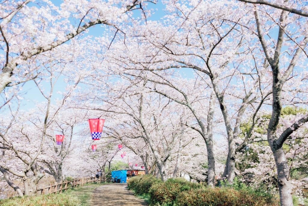 桜の下で楽しむランチ ― 池のほとりで味わう春のひととき