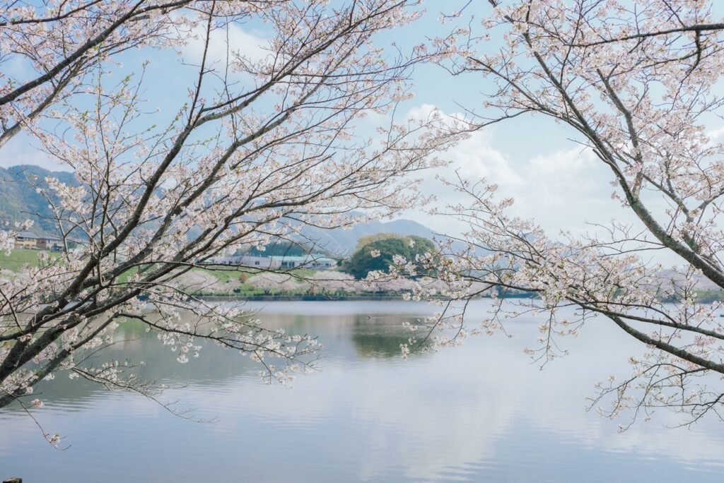 池と桜が寄り添う、春のやわらかな風景