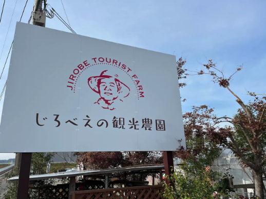 赤く輝く春の実り ― いちご畑に広がる甘い香り